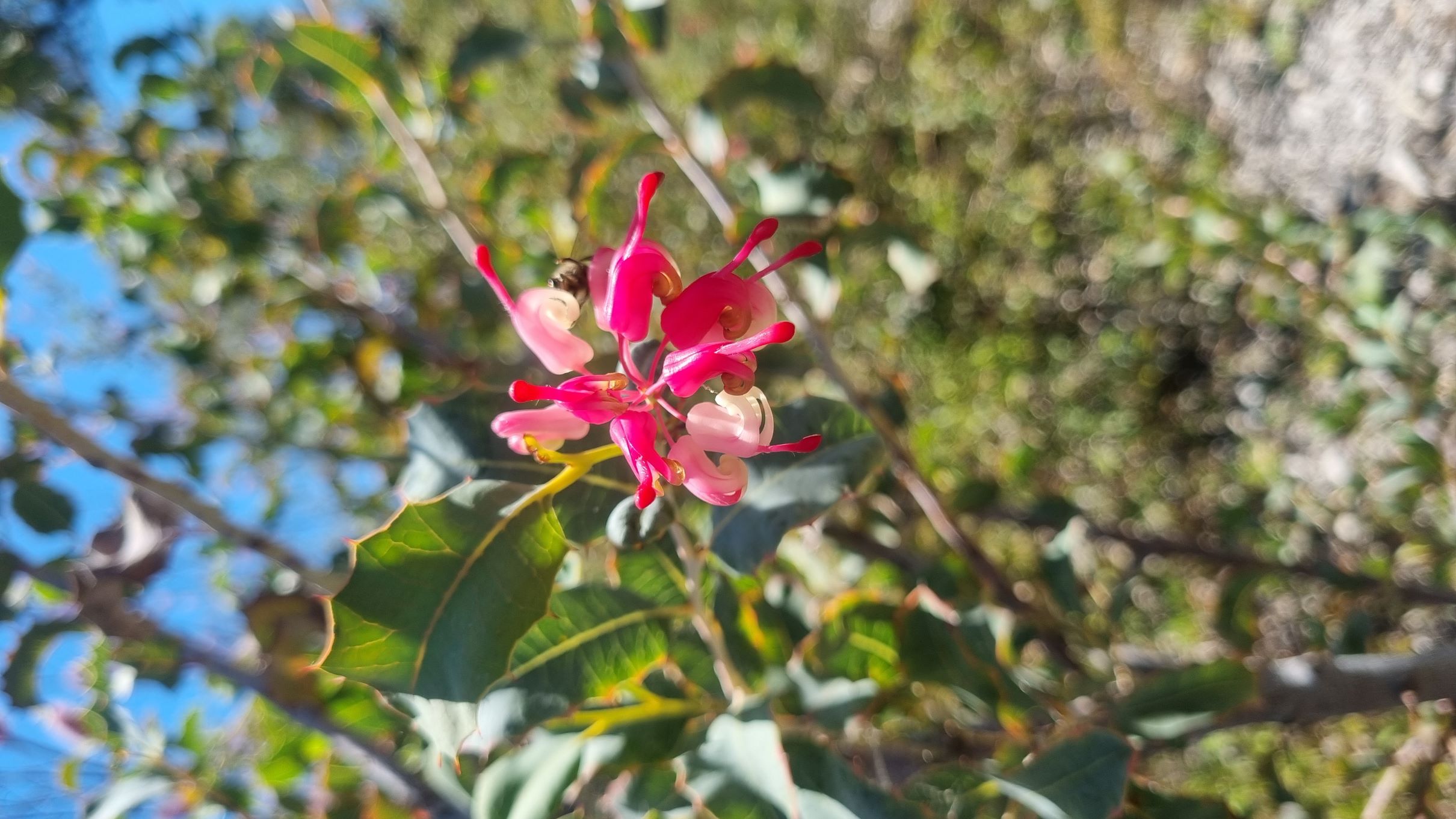 insignis subsp. insignis